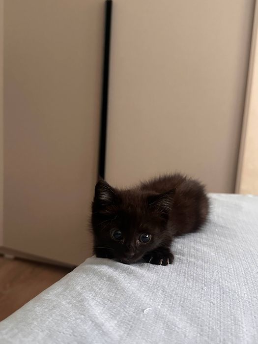 Отдадим котёнка в хорошие руки