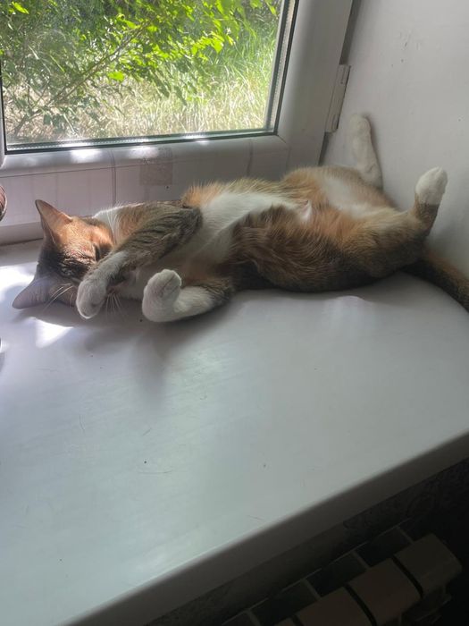 Отдам в хорошие руки