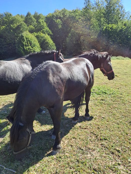 Vând pereche de iepe