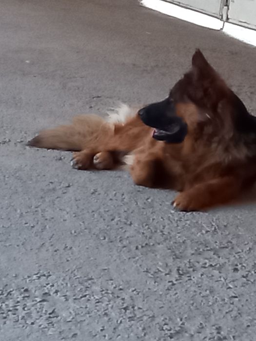 Авчарка 2.5 года