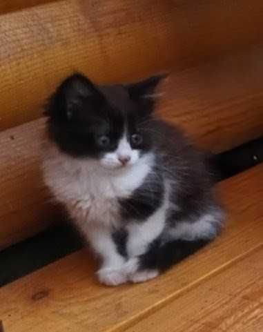 Подарявам 4 бели и едно черно-бяло котенца