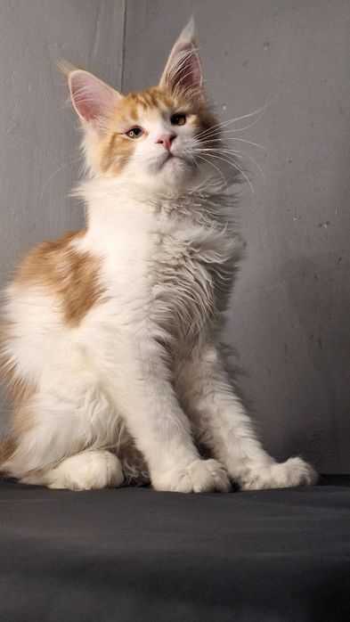 Мейн-кун котята из питомника