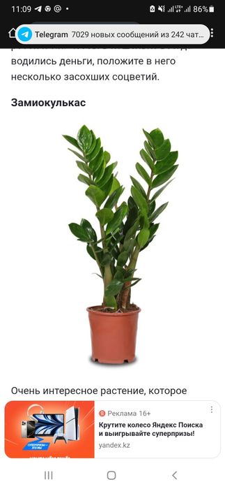 Комнатное растения