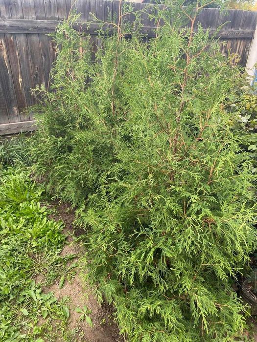 Продам Саженец Туи