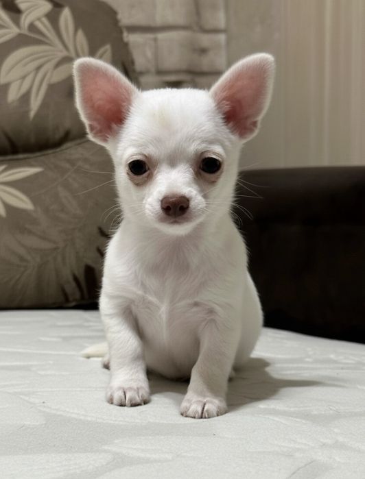 Мини Чихуахуа Момиченце