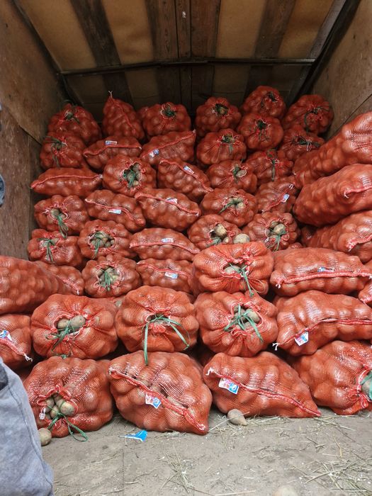 Продам картофель сорт гала