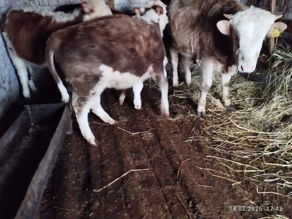 Сельхоз животные