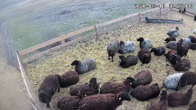 Miei si oi de vanzare