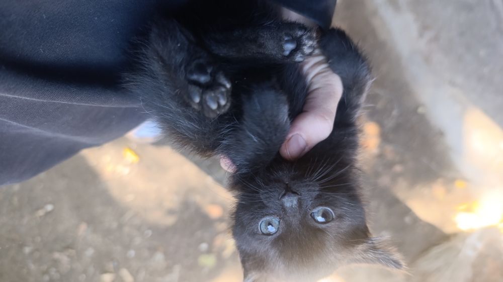 Отдам котят девочки