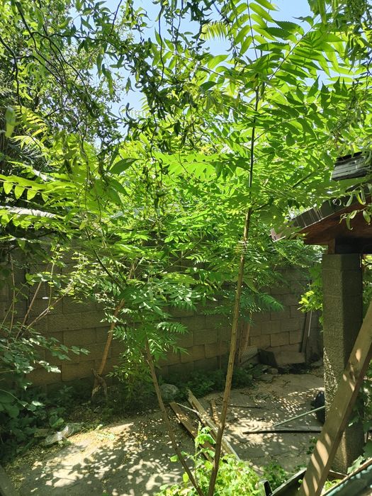 Саженцы дерева Сумах продам