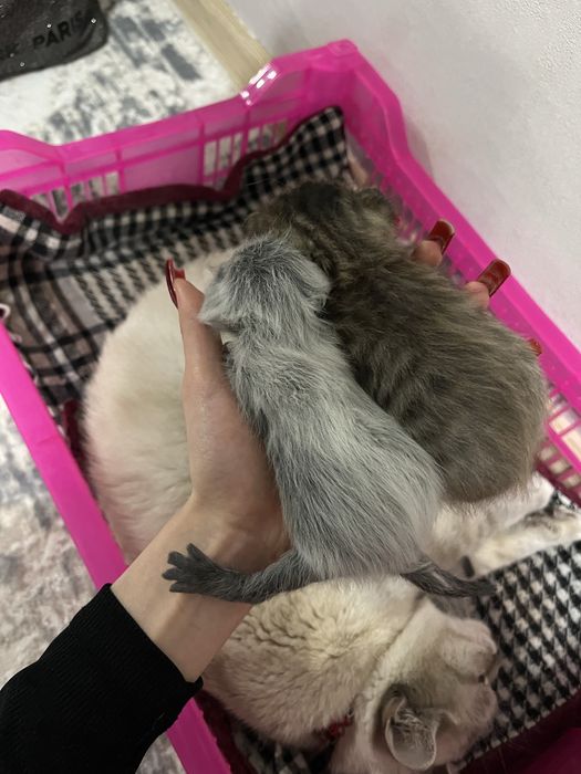 Шотландские котята