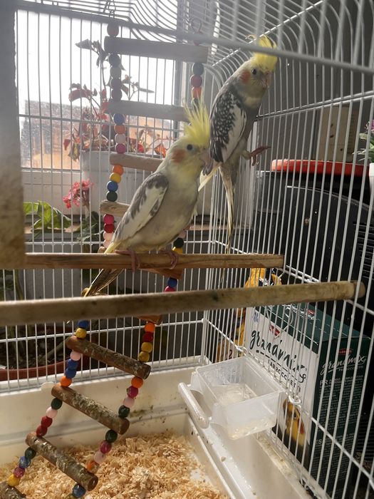 Pereche nimfe tinere + cușcă și mâncare incluse