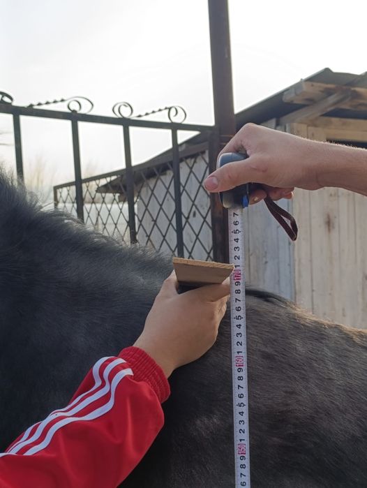 Продам лошадь кобылу