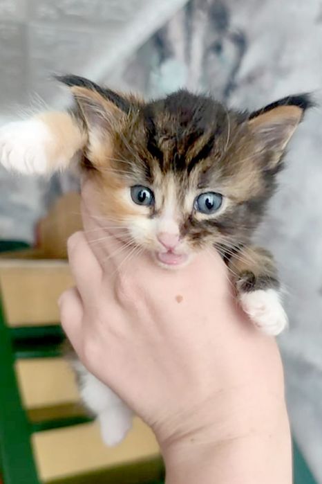 Мейн Кун чистокровные котята