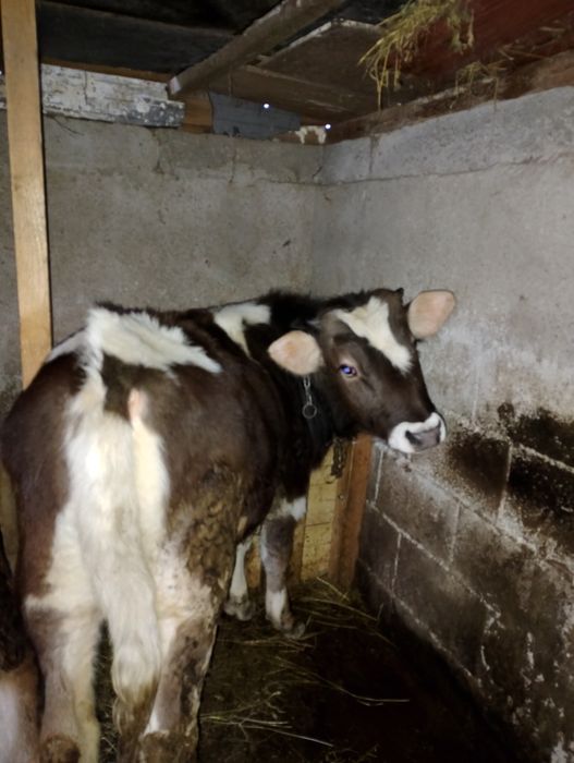 Vițel de 6 luni  de vânzare ,preț negociabil