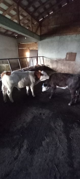 Vând o vițea și nu vițel de rasă vrsta patru luni.