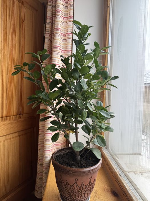 Фикус для офиса и дома