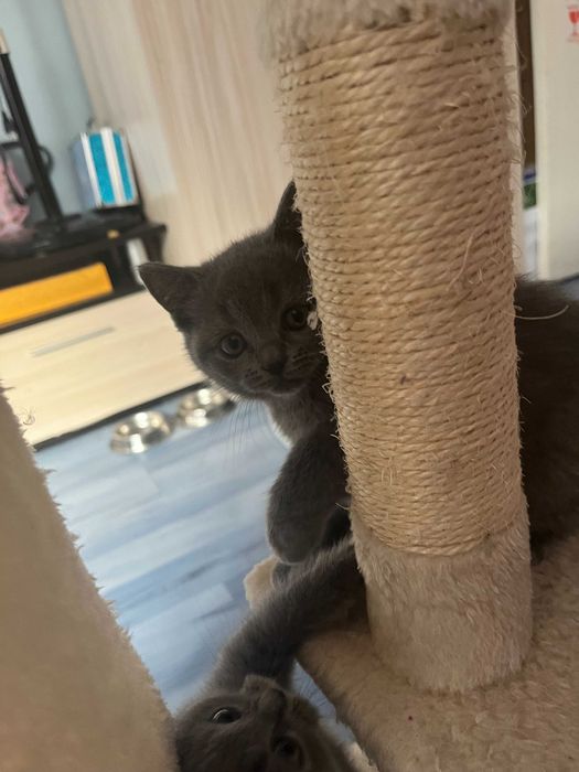 Британски късокосмести котета