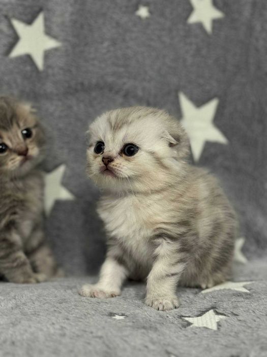 плюшевые вислоушки