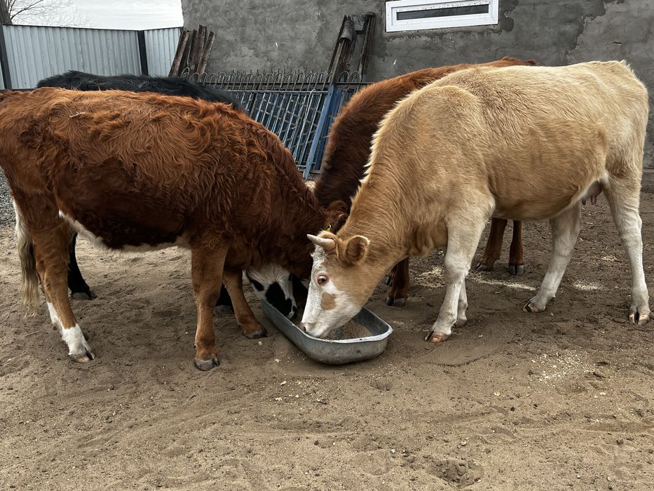 Кашарлар сатылады