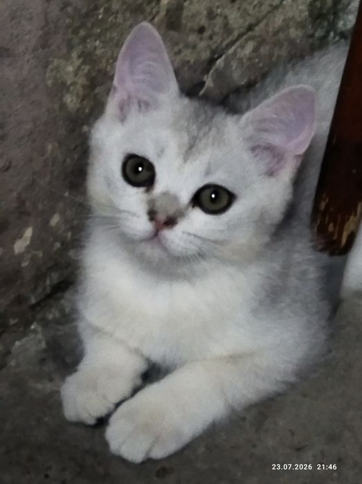 Срочно продаются шотландские котята