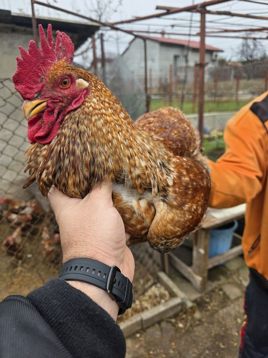 Продавам Петли и Кокошки