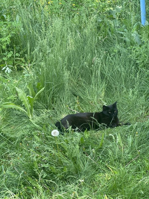 Кошка бесплатно