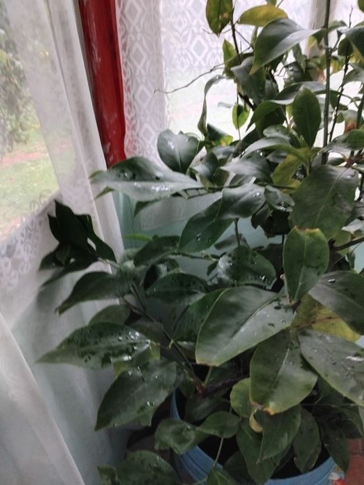 Lămâie altoiți 2 tulpini