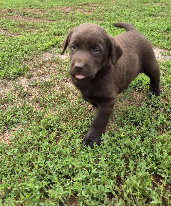 Щенки породы лабрадор