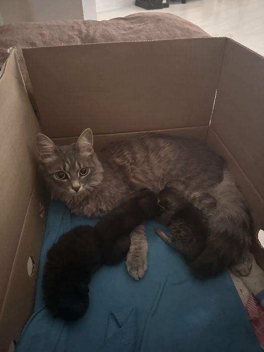 Котята 2 мальчика и 1 девочка