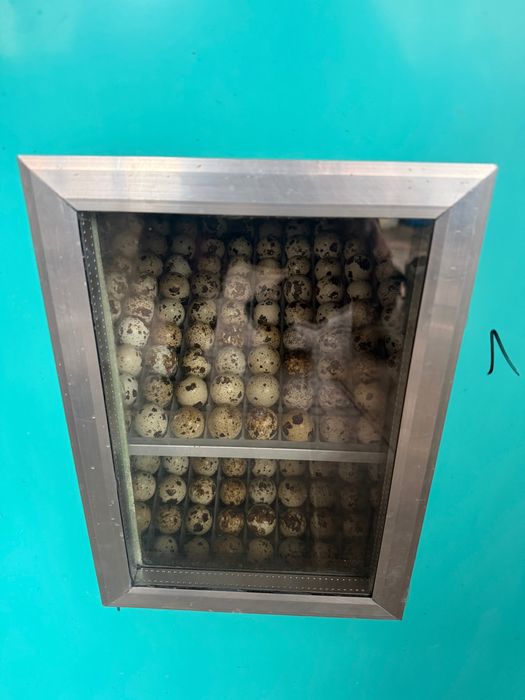 Cocosi australorp si pui prepelita polara gigant