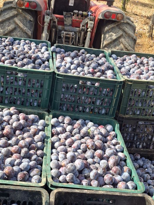 Prune de vanzare,