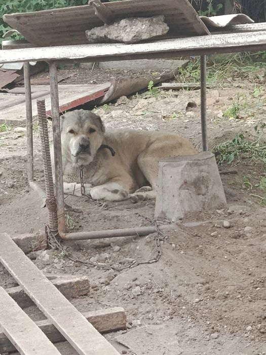 Отдам даром собаку