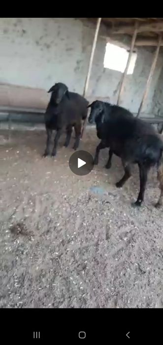 Zotli qo'y urug'likka