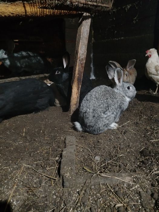 Продам кроликов разных