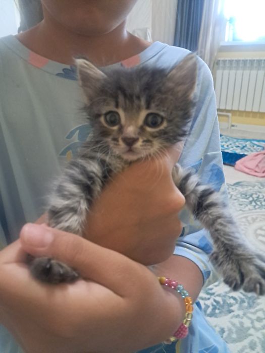 Продам веслаушку котенка