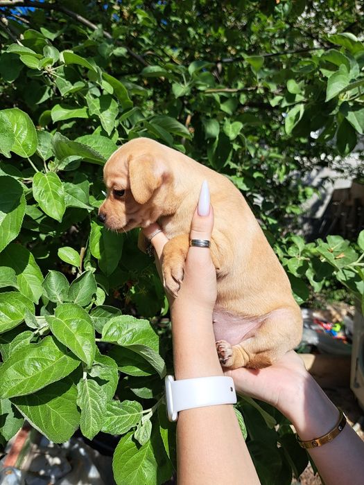 Продам карликового пинчера