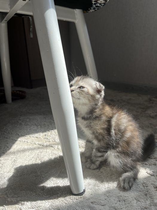 скотиш фолд мушуги