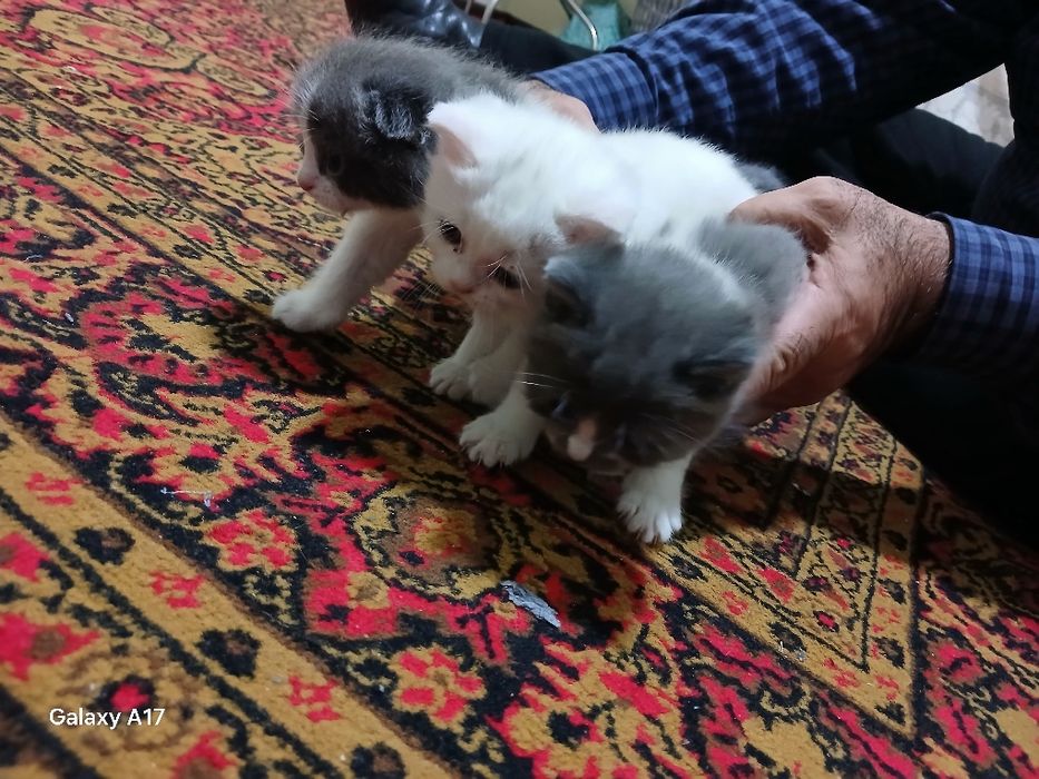 британской короткошерстной  Кошка продаётся