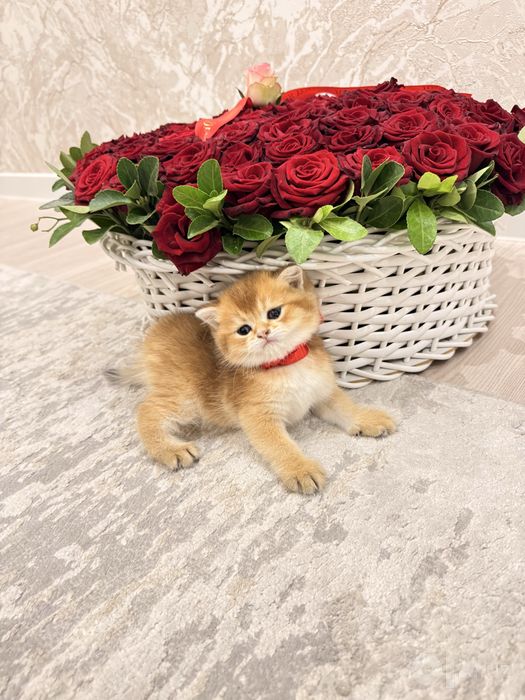 На продаже котята
