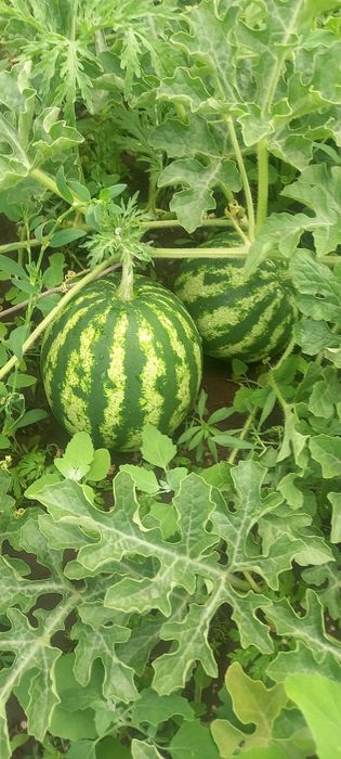 Продается дачный участок.