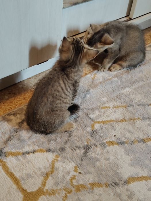 Котята от Шиншиллы Алматы