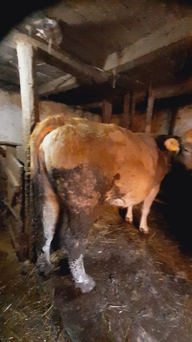 Vaca Bruna de vanzare