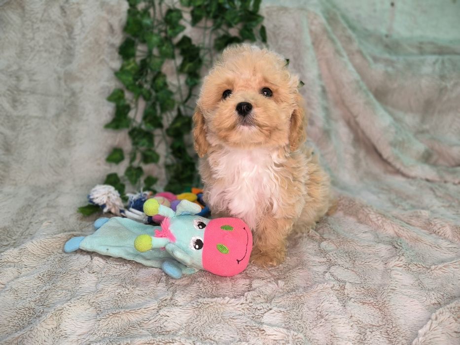 Vand baietel pudel pitic/toy