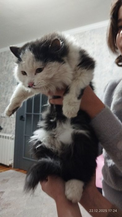 Котенок в хорошие руки