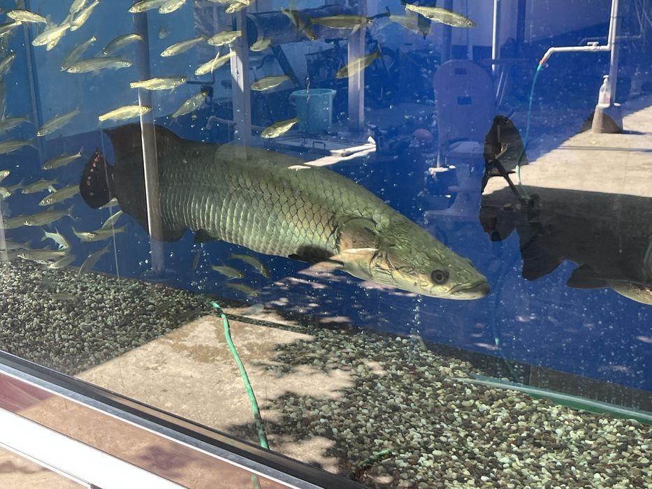 Arapaima 65sm xishnik
