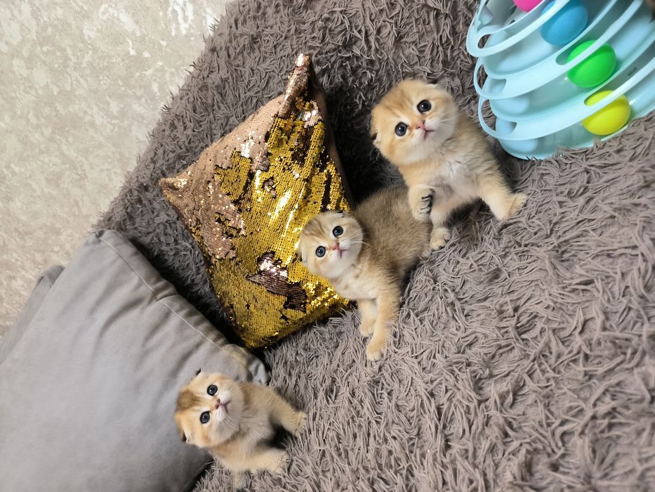 Чистокровные котята