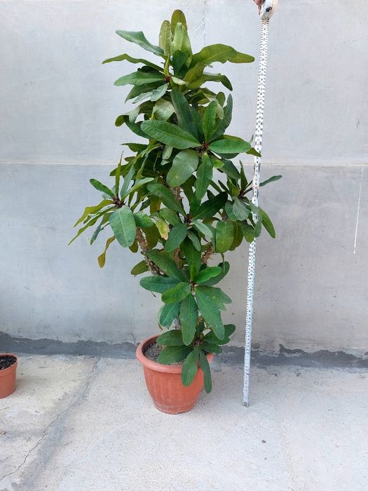 Малочай. розивий.