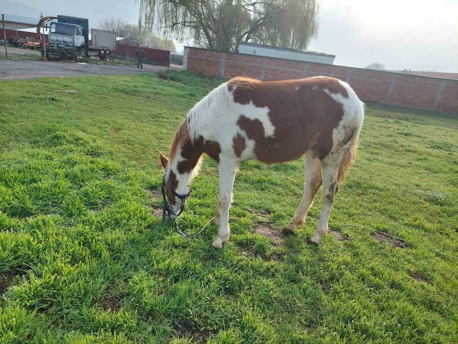 Кон Пинто 11 месеца