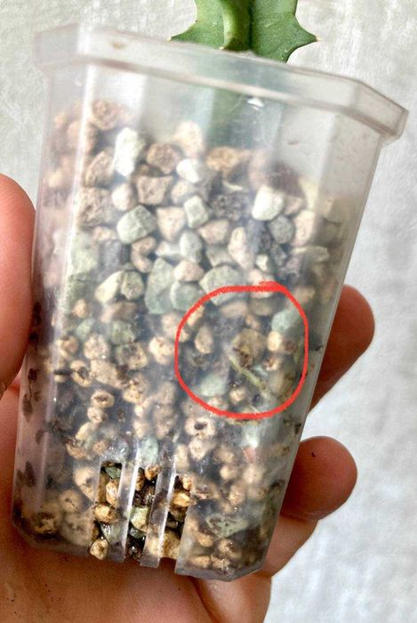 Суккулент Хуэрния Зебрина - красиво цветущий